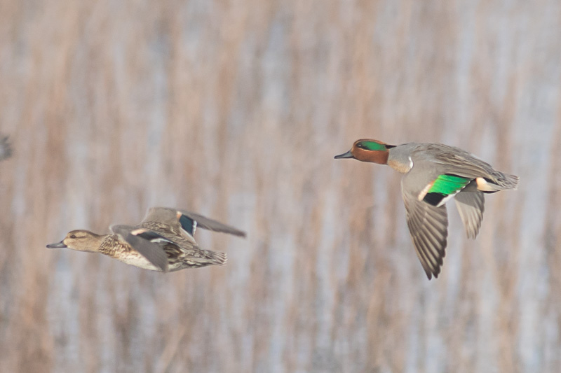 Amerikaanse Wintertaling